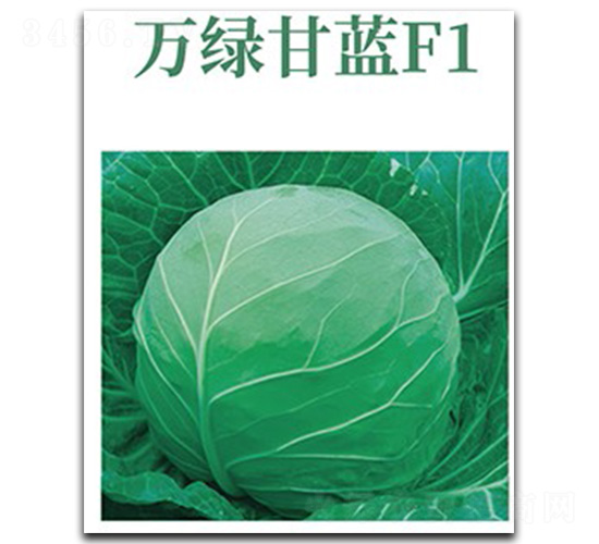萬綠甘藍(lán)-甘藍(lán)種子-文興
