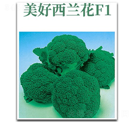 美好西蘭花-西蘭花種子-文興