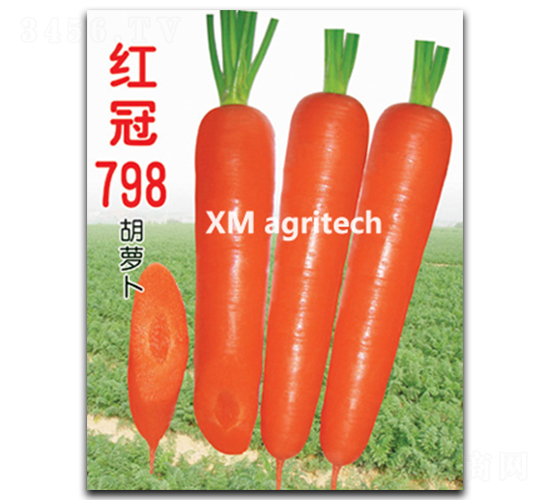 紅冠798-胡蘿卜種子-夏農(nóng)農(nóng)業(yè)