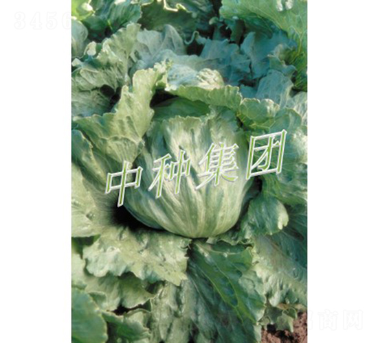 莫哈克-生菜種子-中種集團(tuán)