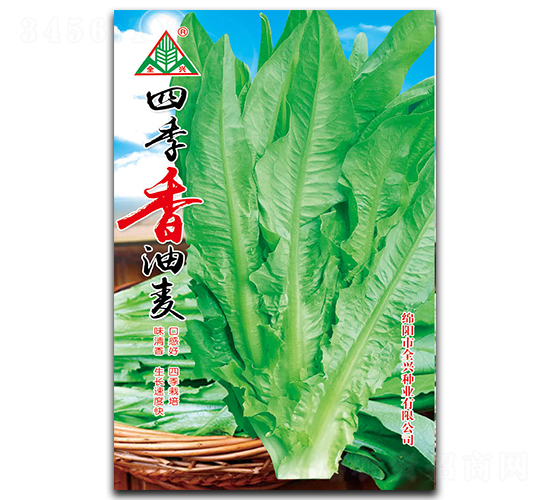 四季香油麥-油麥菜種子-全興種業(yè)