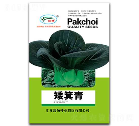矮箕青-青菜種子-潤揚種業(yè)