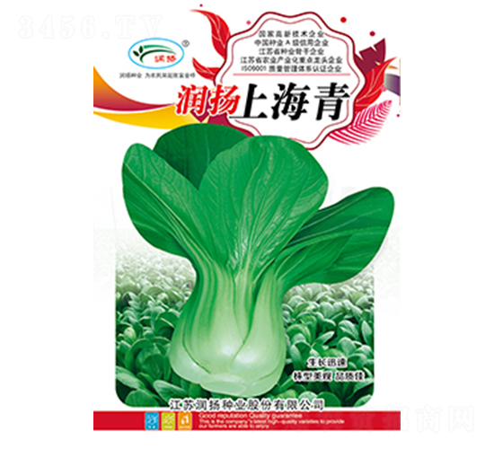 潤揚(yáng)上海青-青菜種子-潤揚(yáng)種業(yè)
