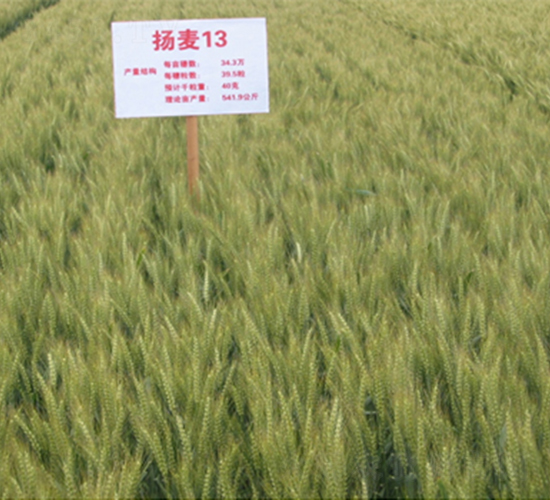 揚(yáng)麥13-小麥種子-潤揚(yáng)種業(yè)