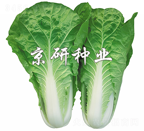 京研快菜6號(hào)-白菜種子-京研種業(yè)