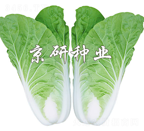 京研快菜8號(hào)-白菜種子-京研種業(yè)