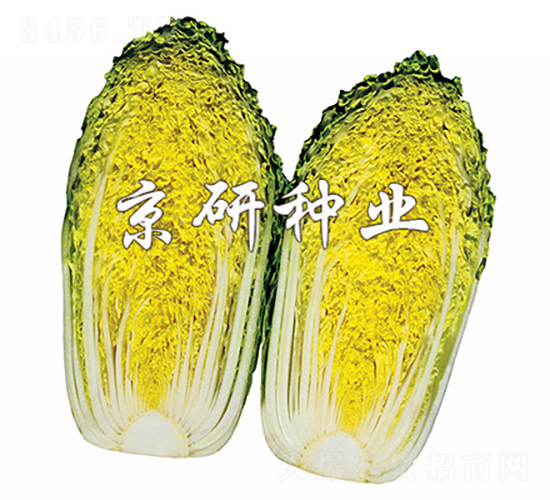 京春娃2號(hào)-白菜種子-京研種業(yè)