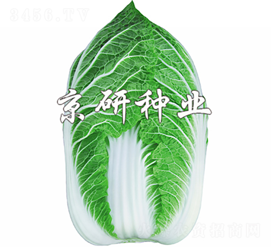 京春黃2號(hào)-白菜種子-京研種業(yè)