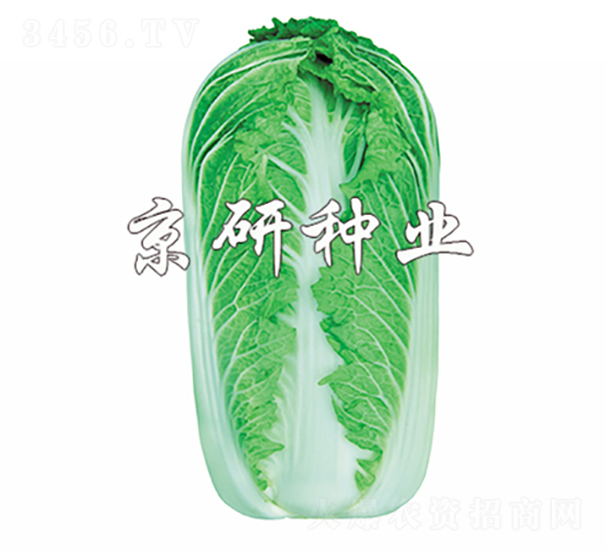 京秋61號-白菜種子-京研種業(yè)