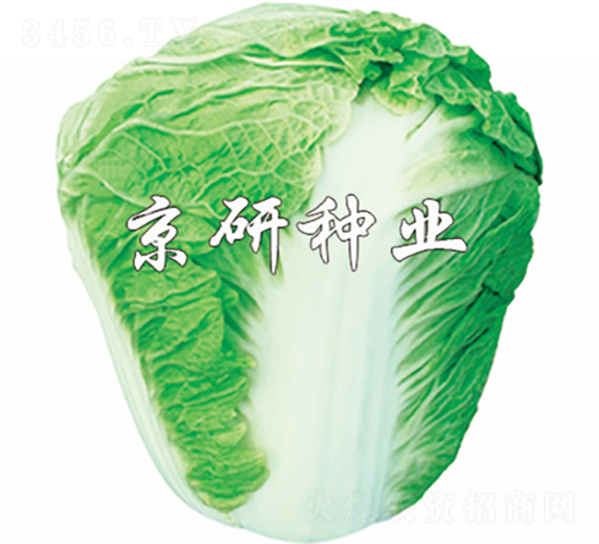 京秋65號-白菜種子-京研種業(yè)