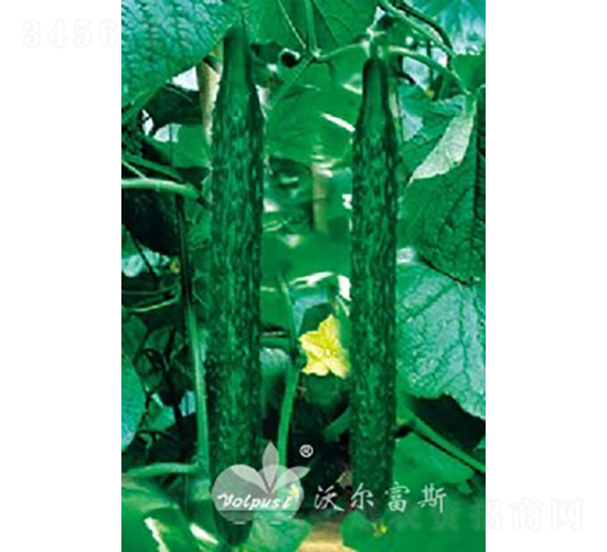 博優(yōu)二號(hào)F1（越冬、早春高產(chǎn)耐寒黃瓜）-黃瓜種子-沃爾富斯