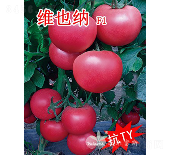 維也納F1（抗TY、高產(chǎn)、高硬度粉果大番茄）-番茄種子-沃爾富斯
