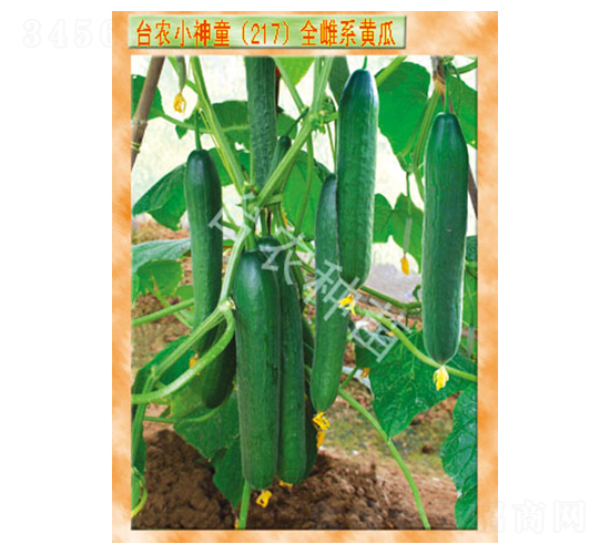 小神童217全雌系黃瓜-黃瓜種子-臺(tái)農(nóng)種苗