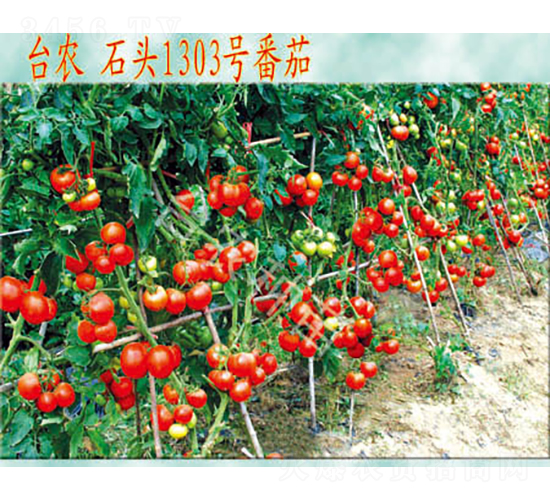 石頭1303番茄-番茄種子-臺農(nóng)種苗