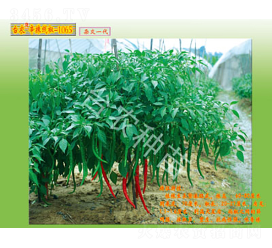 線椒-1065-辣椒種子-臺農(nóng)種苗