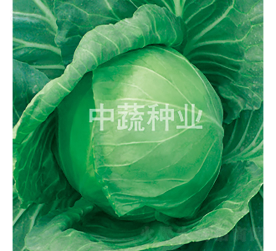 中甘301-甘藍種子-中蔬種業(yè)