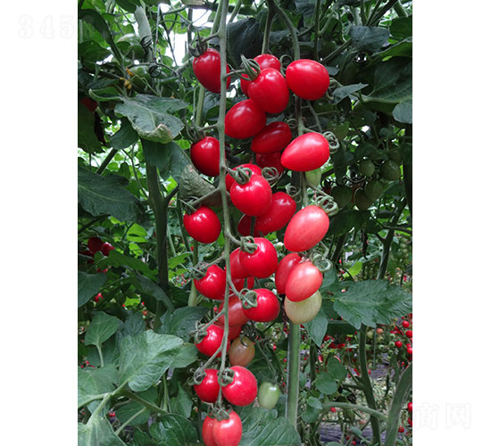 粉禧櫻桃番茄種子-華昂農業(yè)