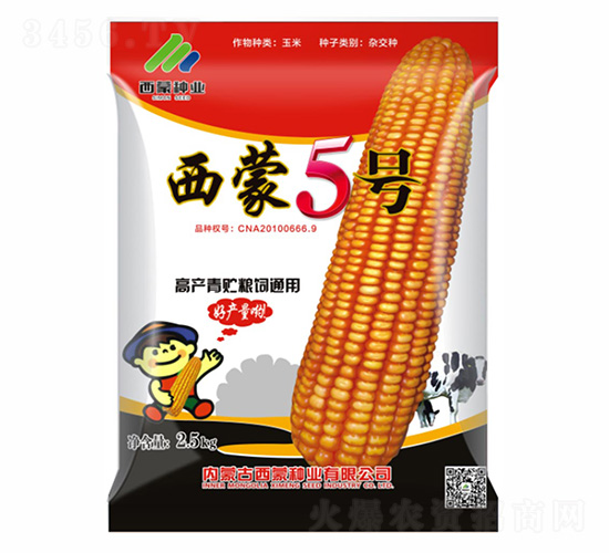 西蒙青貯5號-西蒙種業(yè)