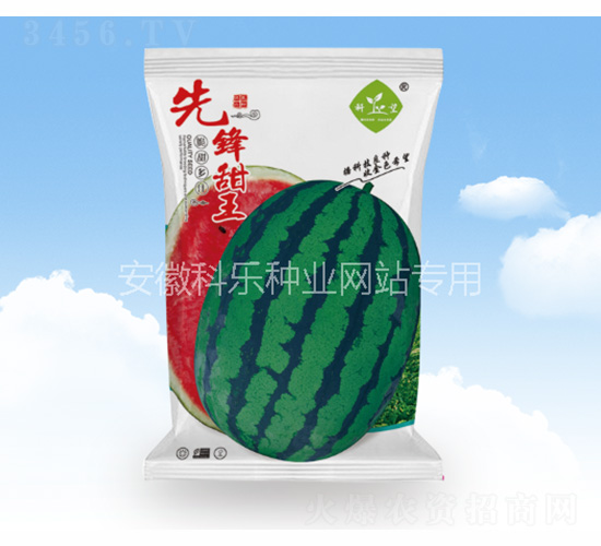先鋒甜王-科樂(lè)種業(yè)