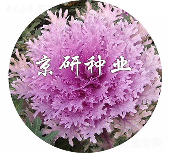 京羽粉2號-甘藍種子-京研種業(yè)