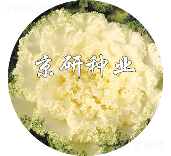 京冠白1號-甘藍(lán)種子-京研種業(yè)