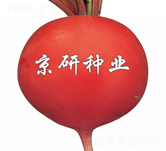 京紅3號(hào)-蘿卜種子-京研種業(yè)