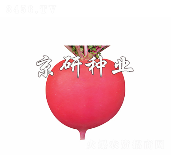 京紅4號(hào)-蘿卜種子-京研種業(yè)