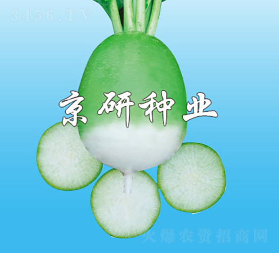 京脆1號(hào)-蘿卜種子-京研種業(yè)
