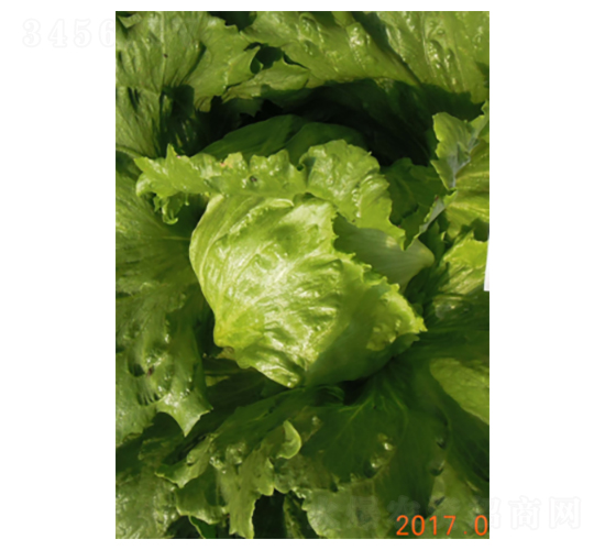 皇家2號(hào)-生菜種子-君川種業(yè)