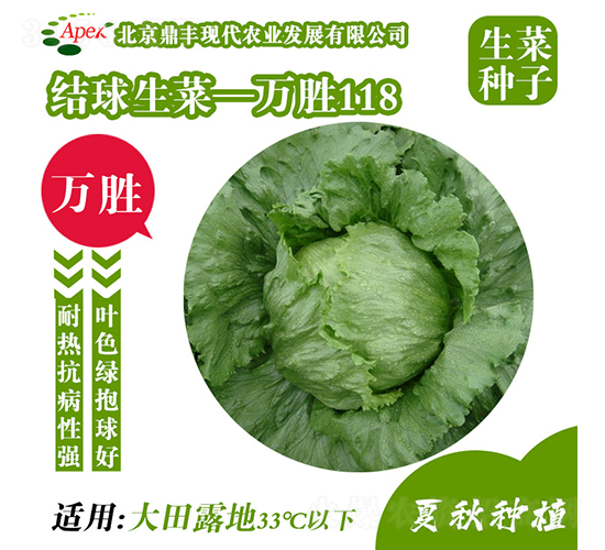 萬勝118-生菜種子-鼎豐農業(yè)