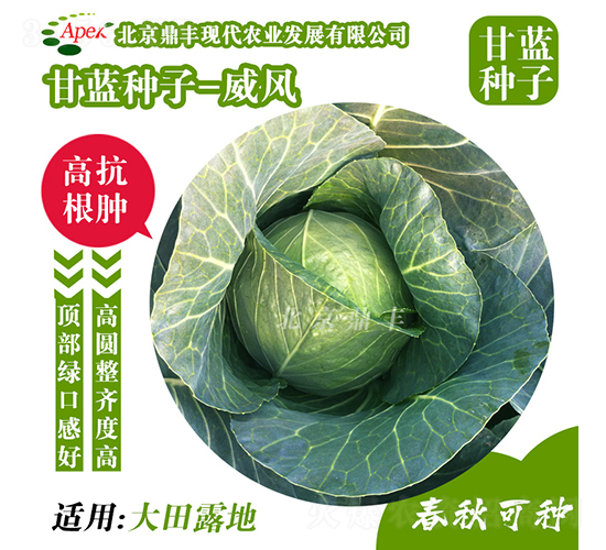 威風(fēng)166-甘藍種子-鼎豐農(nóng)業(yè)