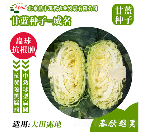 威名177-甘藍(lán)種子-鼎豐農(nóng)業(yè)