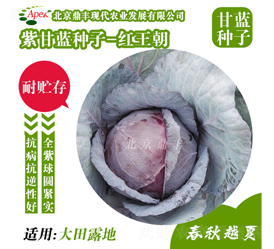 紅王朝-甘藍(lán)種子-鼎豐農(nóng)業(yè)
