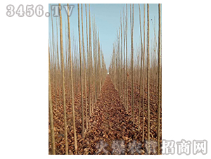 2020年楸樹訂單回收項(xiàng)目16