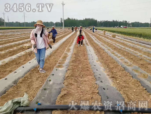2020年楸樹(shù)訂單回收項(xiàng)目12