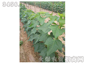 2020年楸樹訂單回收項(xiàng)目7
