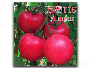 萬(wàn)福T16-番茄種子-冠盛農(nóng)業(yè)