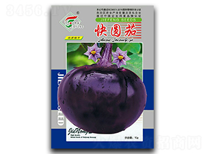 快圓茄-茄子種子-杰農(nóng)