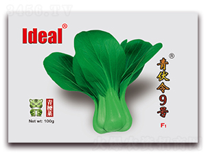 青伏令9號-青梗菜種子-理想農(nóng)業(yè)
