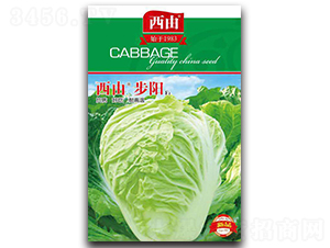 西由步陽(yáng)-白菜種子-西由
