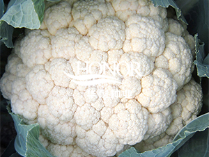 華耐70-花菜種子-華耐種業(yè)
