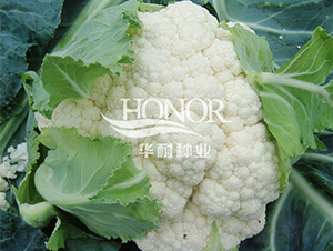 羞月85-花菜種子-華耐種業(yè)
