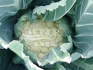 雪盤(pán)-花菜種子-華耐種業(yè)