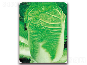 神州五號(hào)-白菜種子-新世紀(jì)