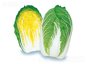 梅錦-大白菜種子-農播王