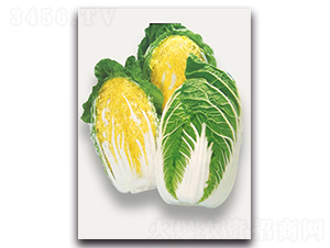 似錦-大白菜種子-農(nóng)播王