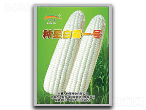 種星白糯1號(hào)-糯玉米種子-種星種業(yè)