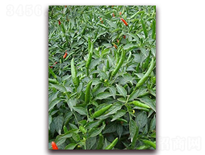 圣農(nóng)紅寶石07朝天椒-朝天椒種子-圣農(nóng)高科