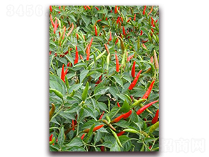 圣農(nóng)紅寶石03朝天椒-朝天椒種子-圣農(nóng)高科