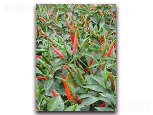 圣農(nóng)紅寶石02朝天椒-朝天椒種子-圣農(nóng)高科